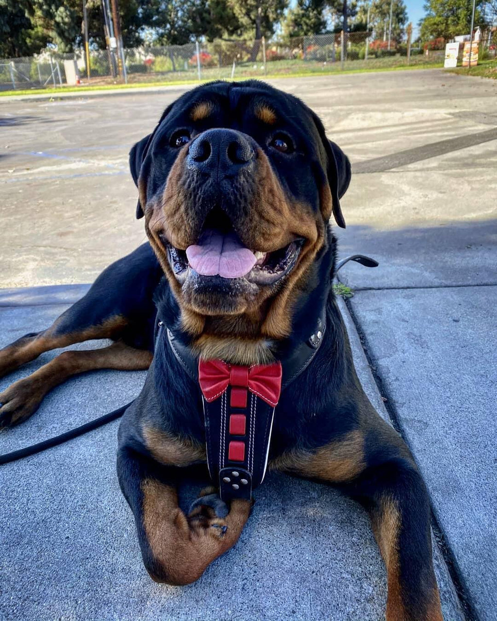 Bestia ''Bowtie'' leather harness - SJB-DIAMOND ELITES