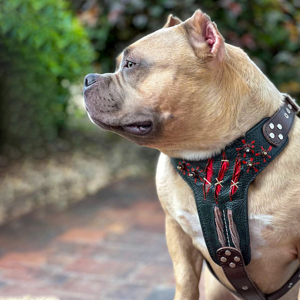 The ''Haunted'' harness LIMITED - SJB-DIAMOND ELITES