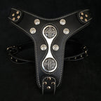 The "Hektor" harness - SJB-DIAMOND ELITES