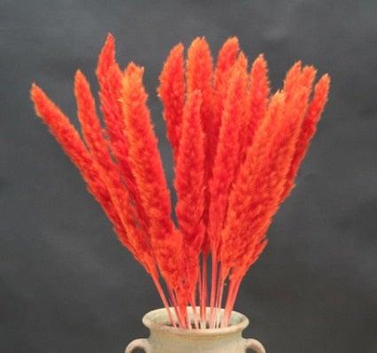 Home Store Wedding Bulrush Natural Dried Flowers Small Pampas Grass Phragmites Communis Decoration for Floor Vase Filler for Living Room Kitchen Decor Stevvex