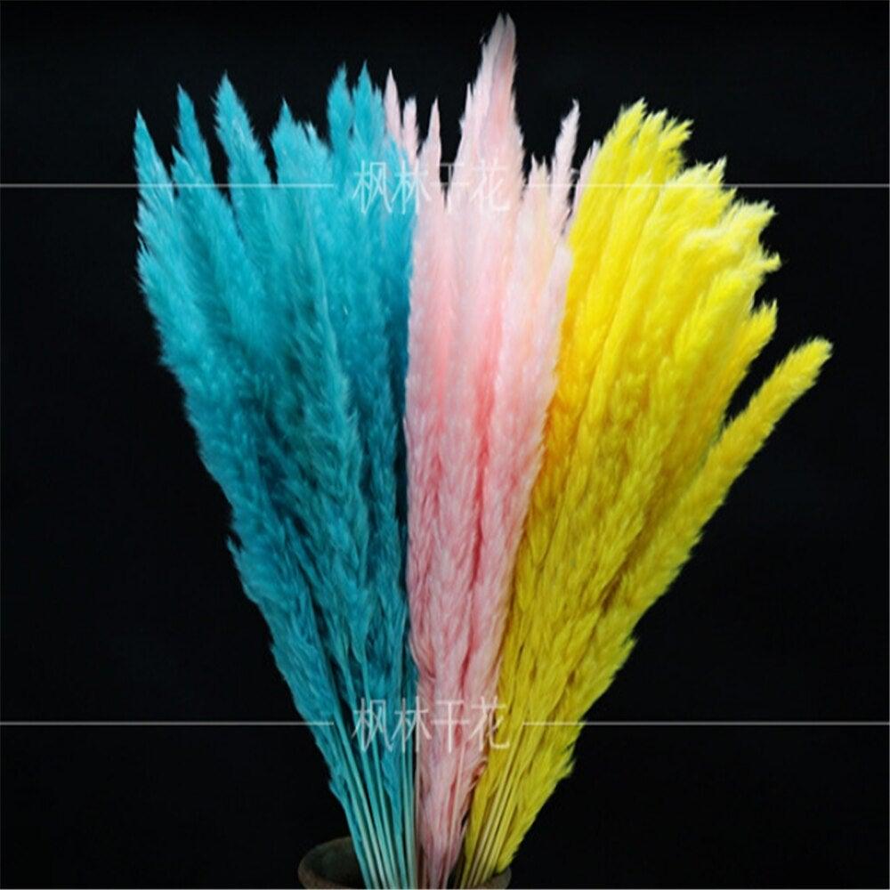 Home Store Wedding Bulrush Natural Dried Flowers Small Pampas Grass Phragmites Communis Decoration for Floor Vase Filler for Living Room Kitchen Decor Stevvex