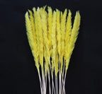 Home Store Wedding Bulrush Natural Dried Flowers Small Pampas Grass Phragmites Communis Decoration for Floor Vase Filler for Living Room Kitchen Decor Stevvex