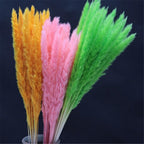 Home Store Wedding Bulrush Natural Dried Flowers Small Pampas Grass Phragmites Communis Decoration for Floor Vase Filler for Living Room Kitchen Decor Stevvex