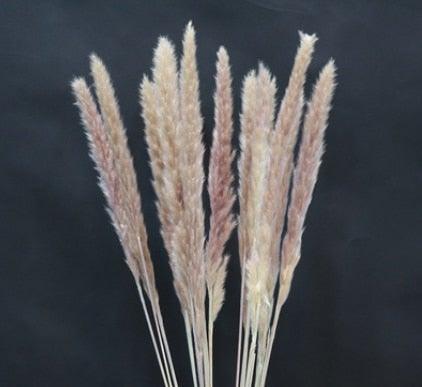 Home Store Wedding Bulrush Natural Dried Flowers Small Pampas Grass Phragmites Communis Decoration for Floor Vase Filler for Living Room Kitchen Decor Stevvex