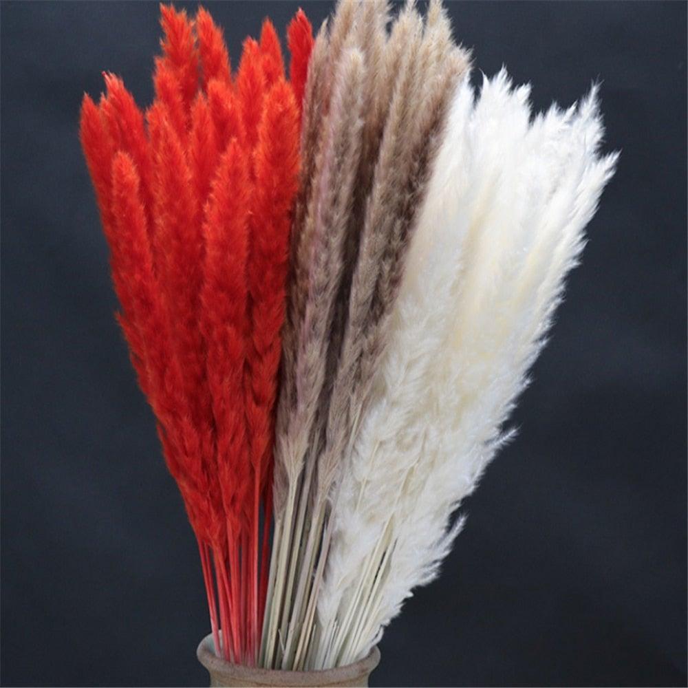 Home Store Wedding Bulrush Natural Dried Flowers Small Pampas Grass Phragmites Communis Decoration for Floor Vase Filler for Living Room Kitchen Decor Stevvex