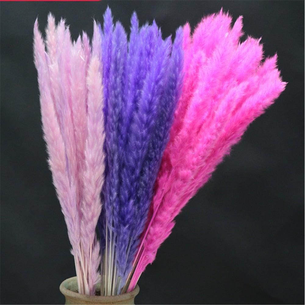 Home Store Wedding Bulrush Natural Dried Flowers Small Pampas Grass Phragmites Communis Decoration for Floor Vase Filler for Living Room Kitchen Decor Stevvex