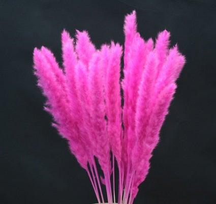Home Store Wedding Bulrush Natural Dried Flowers Small Pampas Grass Phragmites Communis Decoration for Floor Vase Filler for Living Room Kitchen Decor Stevvex