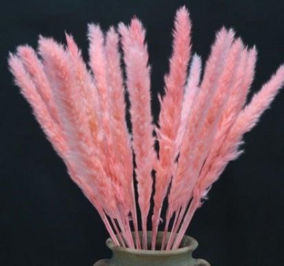 Home Store Wedding Bulrush Natural Dried Flowers Small Pampas Grass Phragmites Communis Decoration for Floor Vase Filler for Living Room Kitchen Decor Stevvex