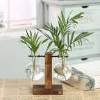 Hydroponic Transparent Plant Vases Pi-Mart