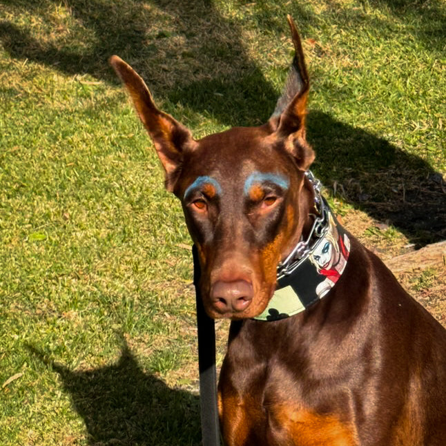 The Harley Limited Collar - SJB-DIAMOND ELITES