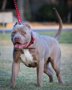 The ABKC Collar - SJB-DIAMOND ELITES