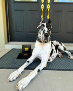 Atlantis Collar Bestia Dog Gear