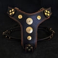 The ''Bijou'' harness Black & Orange Small to Medium Size - SJB-DIAMOND ELITES