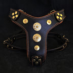 The ''Bijou'' harness Black & Orange Small to Medium Size - SJB-DIAMOND ELITES