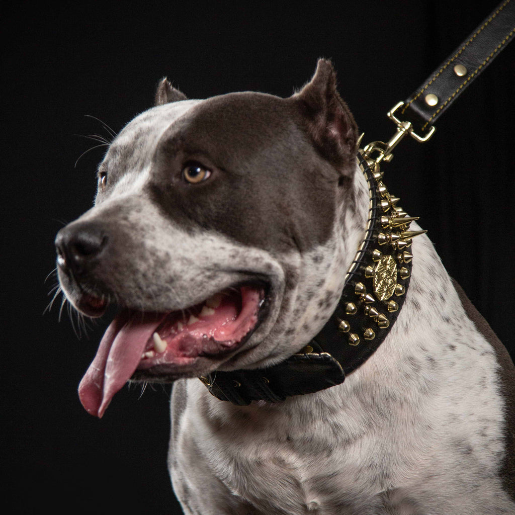 ''Imperium'' hand stitched 8 cm wide show collar - SJB-DIAMOND ELITES