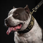 ''Imperium'' hand stitched 8 cm wide show collar - SJB-DIAMOND ELITES