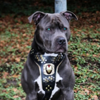 Irondog Harness Bestia Dog Gear