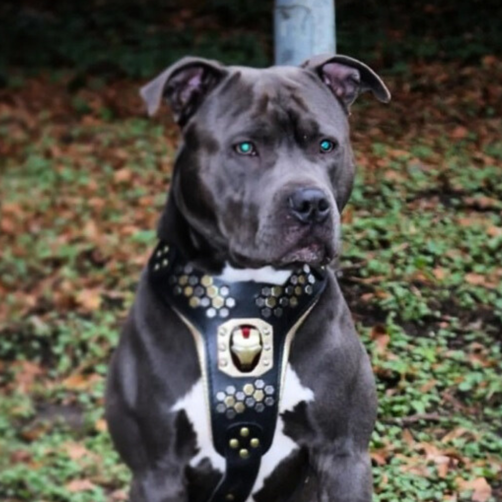 Irondog Harness Bestia Dog Gear