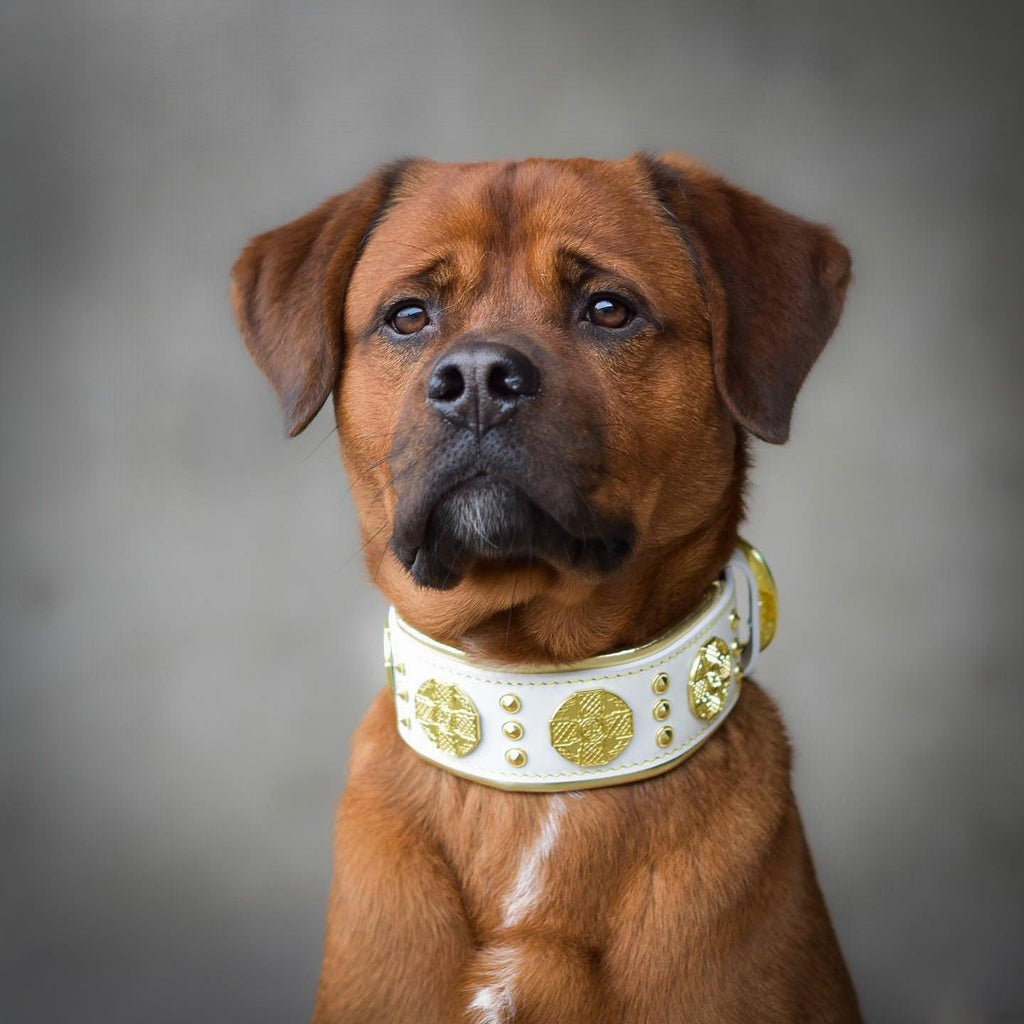 The "Maximus" collar 2.5 inch wide white & gold Bestia Dog Gear