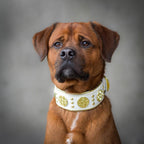 The "Maximus" collar 2.5 inch wide white & gold Bestia Dog Gear