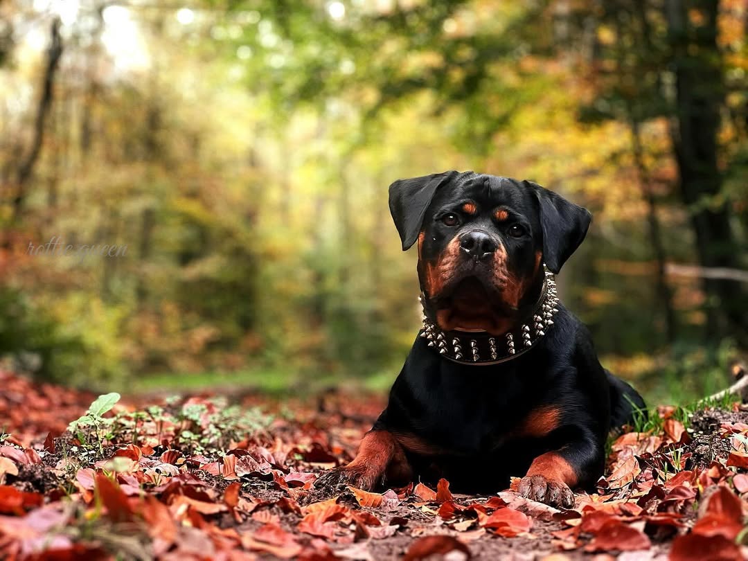 The "Gold Giant" collar Bestia Dog Gear