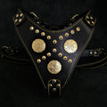 The "Maximus" harness black & gold Bestia Dog Gear