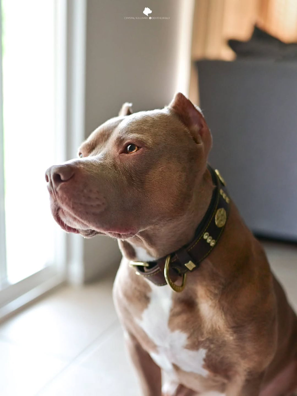 The "Maximus" collar 2.5 inch wide brown & gold - SJB-DIAMOND ELITES