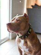 The "Maximus" collar 2.5 inch wide brown & gold - SJB-DIAMOND ELITES