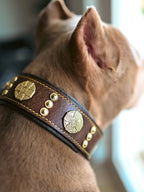 The "Maximus" collar 2.5 inch wide brown & gold - SJB-DIAMOND ELITES