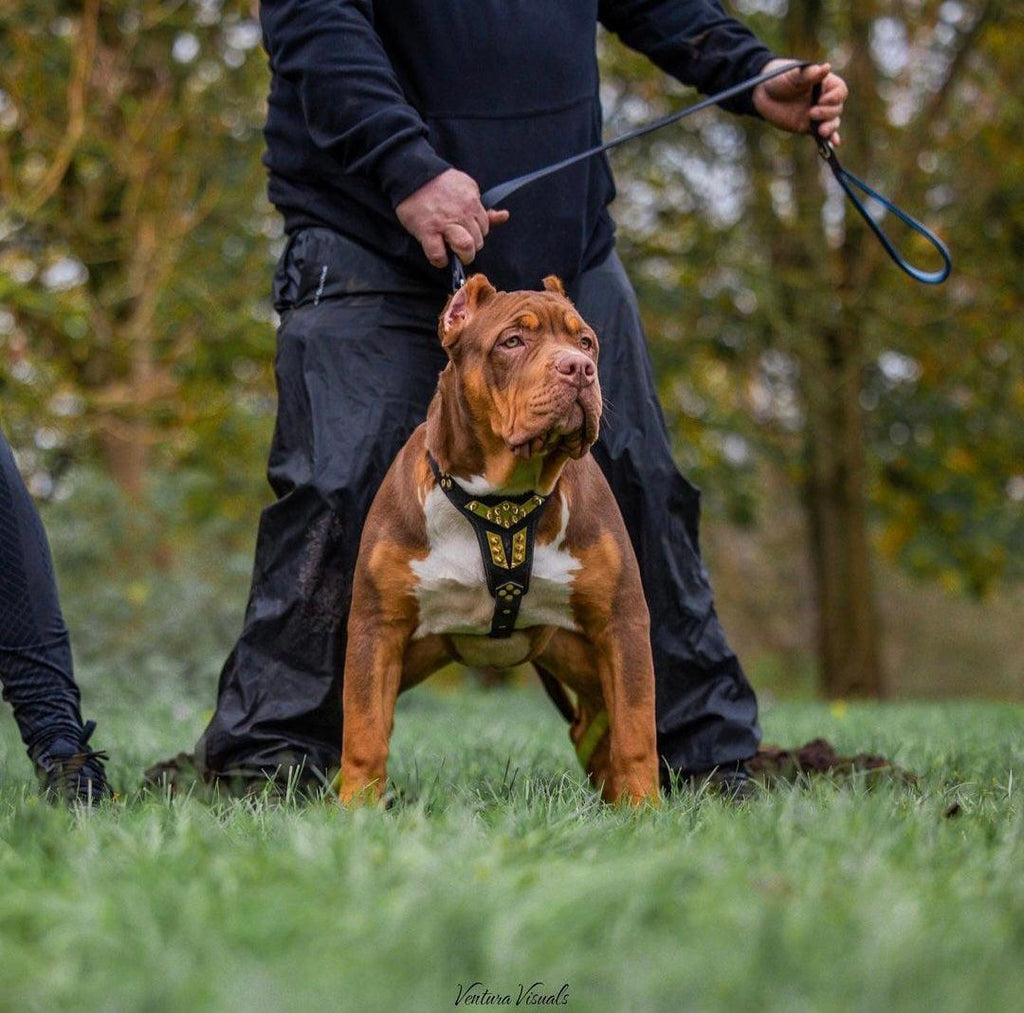 ''Midas'' leather dog harness gold medium size - SJB-DIAMOND ELITES