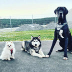 The "Metal" harness- Personalized! Bestia Dog Gear