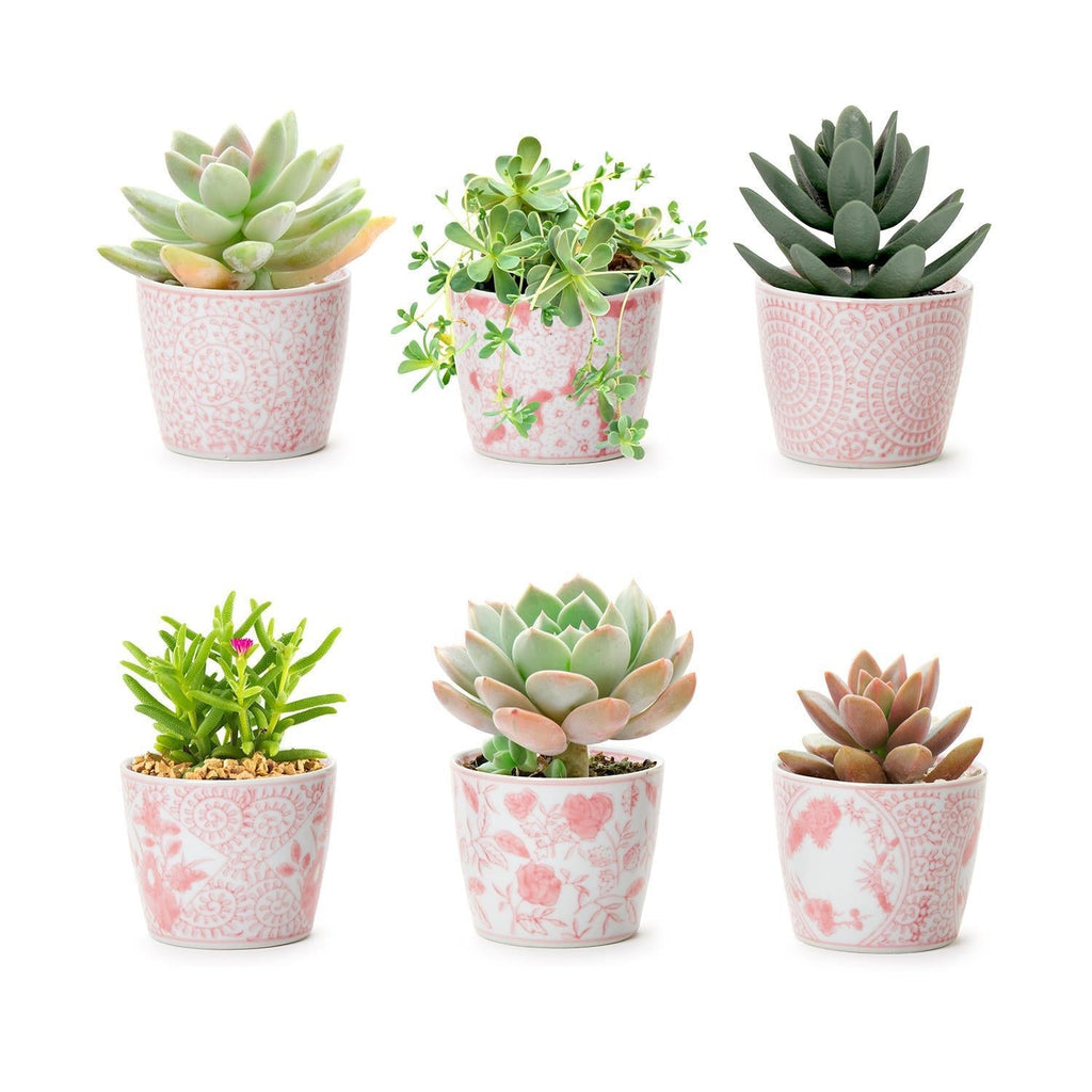 Mini Pink Hand-Painted Porcelain Cachepots Set Of 6 Decorative Planters BandsCo Straps