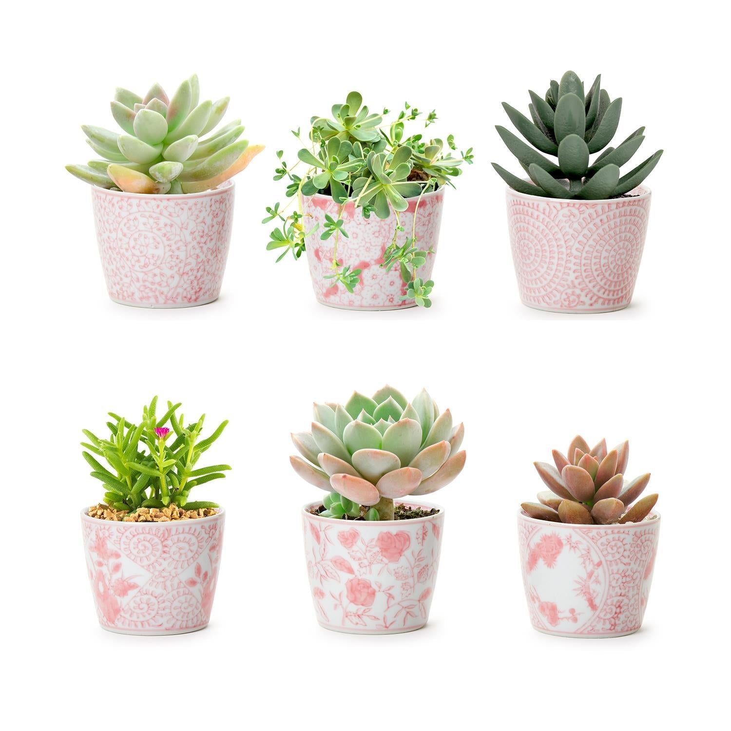 Mini Pink Hand-Painted Porcelain Cachepots Set Of 6 Decorative Planters BandsCo Straps