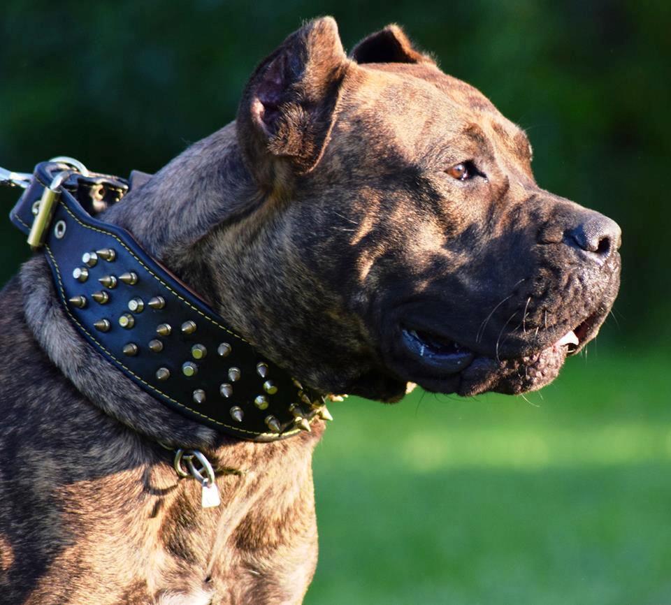 The "Crown" collar Black - SJB-DIAMOND ELITES
