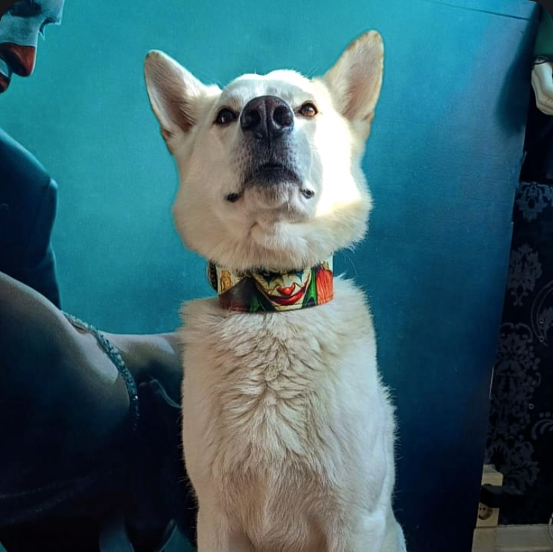 The Joker Limited Collar - SJB-DIAMOND ELITES