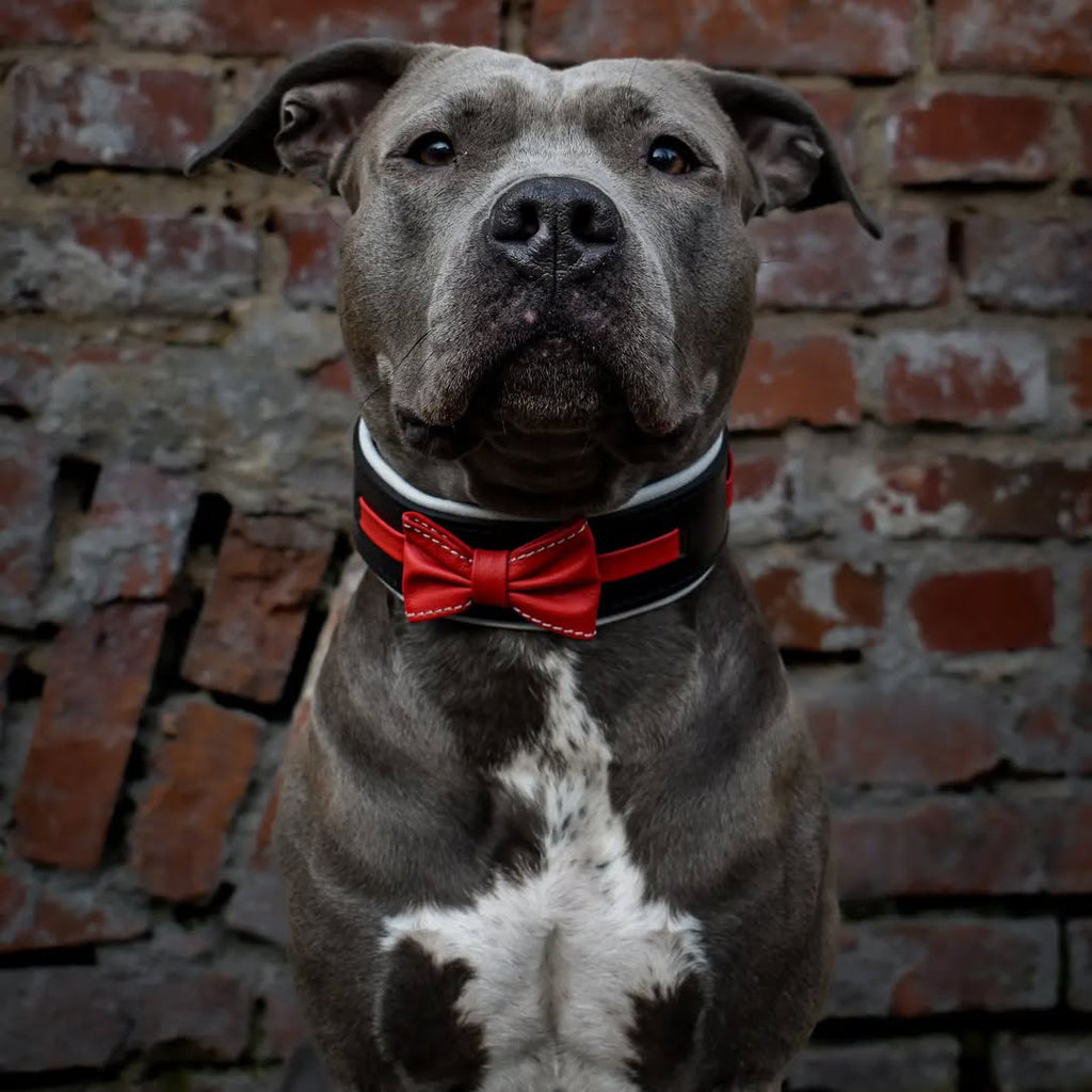 The "Bowtie" collar black - SJB-DIAMOND ELITES