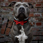 The "Bowtie" collar black - SJB-DIAMOND ELITES