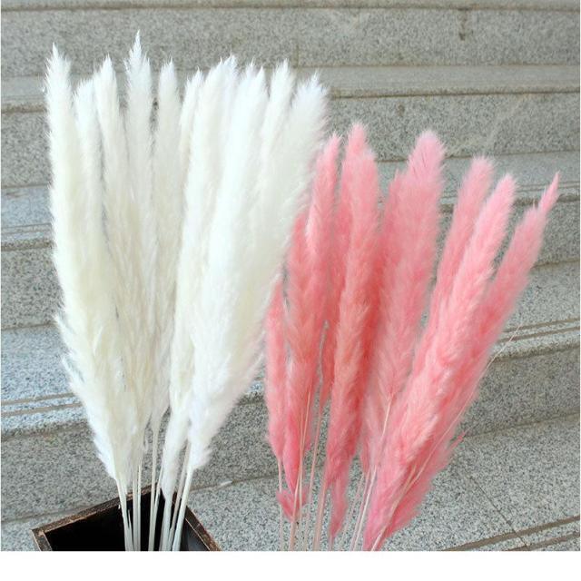 30pcs Natural Dried Pampas Grass Bouquet Pampas Grass Reeds Flowers Bulrush Bouquets Durable For for Vase Artificial Grass Room Décor Wedding Decorations Stevvex