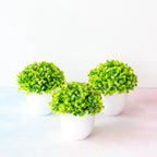 Mini Cute Artificial Bonsai Potted Plastic 15x16cm Friend's Gift Fake Decor  with Plastic Pots Fake Flowers Arrangements for Home Decoration Stevvex