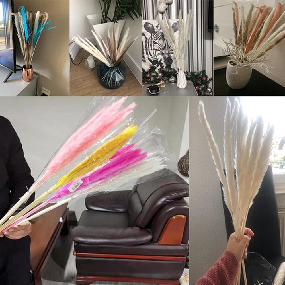 Real Dried Grass Reed Flower Natural Dry Small Bulrush Bouquet Pampas Reeds Home Decoration Wedding Decor Pompass Grass Branches for Vase Artificial Grass Room Décor Wedding Decorations Stevvex