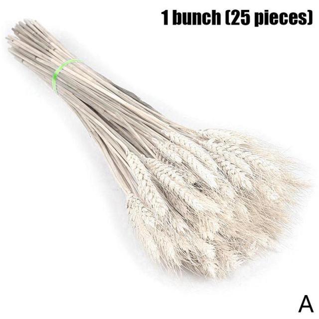 Real Dried Grass Reed Flower Natural Dry Small Bulrush Bouquet Pampas Reeds Home Decoration Wedding Decor Pompass Grass Branches for Vase Artificial Grass Room Décor Wedding Decorations Stevvex