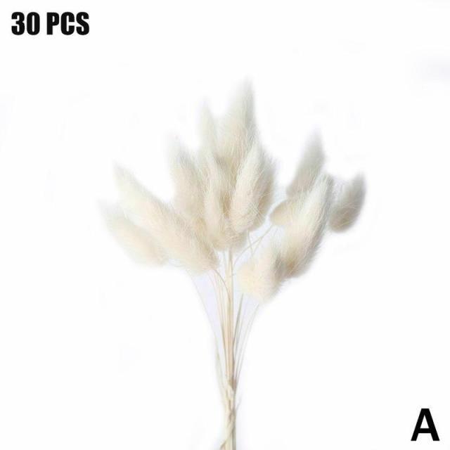 Real Dried Grass Reed Flower Natural Dry Small Bulrush Bouquet Pampas Reeds Home Decoration Wedding Decor Pompass Grass Branches for Vase Artificial Grass Room Décor Wedding Decorations Stevvex