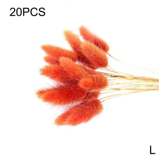 Real Dried Grass Reed Flower Natural Dry Small Bulrush Bouquet Pampas Reeds Home Decoration Wedding Decor Pompass Grass Branches for Vase Artificial Grass Room Décor Wedding Decorations Stevvex
