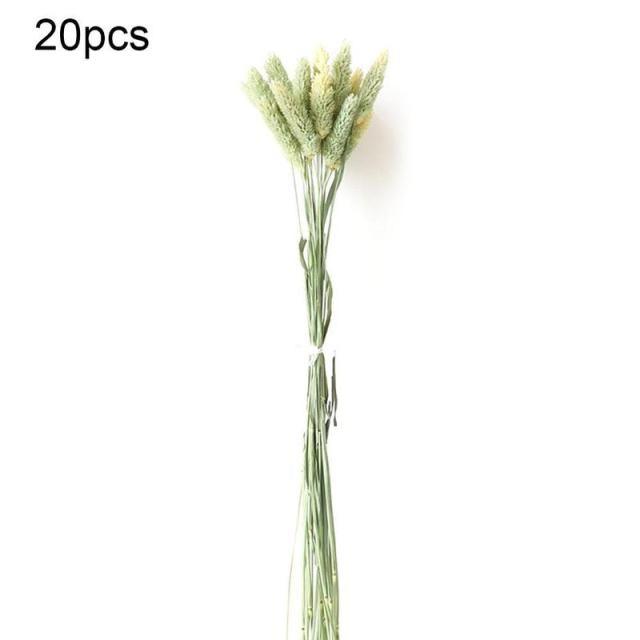 Real Dried Grass Reed Flower Natural Dry Small Bulrush Bouquet Pampas Reeds Home Decoration Wedding Decor Pompass Grass Branches for Vase Artificial Grass Room Décor Wedding Decorations Stevvex