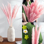 Real Dried Grass Reed Flower Natural Dry Small Bulrush Bouquet Pampas Reeds Home Decoration Wedding Decor Pompass Grass Branches for Vase Artificial Grass Room Décor Wedding Decorations Stevvex