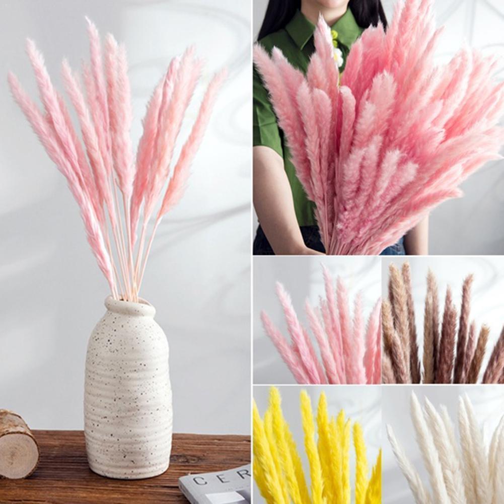 Real Dried Grass Reed Flower Natural Dry Small Bulrush Bouquet Pampas Reeds Home Decoration Wedding Decor Pompass Grass Branches for Vase Artificial Grass Room Décor Wedding Decorations Stevvex