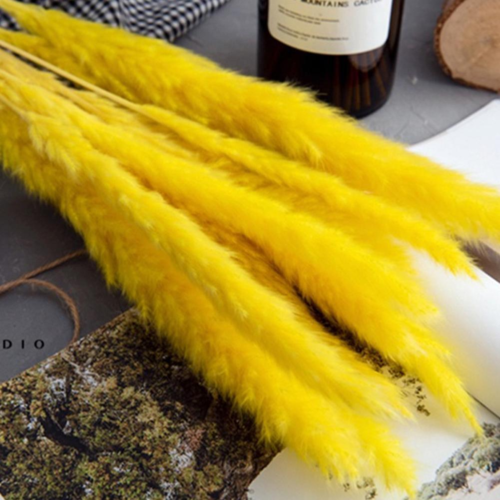 Real Dried Grass Reed Flower Natural Dry Small Bulrush Bouquet Pampas Reeds Home Decoration Wedding Decor Pompass Grass Branches for Vase Artificial Grass Room Décor Wedding Decorations Stevvex