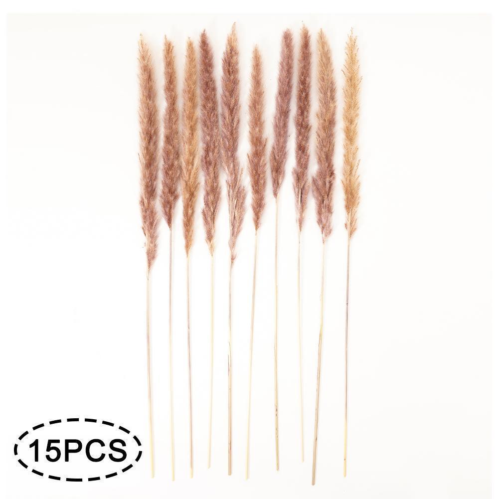 Real Dried Grass Reed Flower Natural Dry Small Bulrush Bouquet Pampas Reeds Home Decoration Wedding Decor Pompass Grass Branches for Vase Artificial Grass Room Décor Wedding Decorations Stevvex