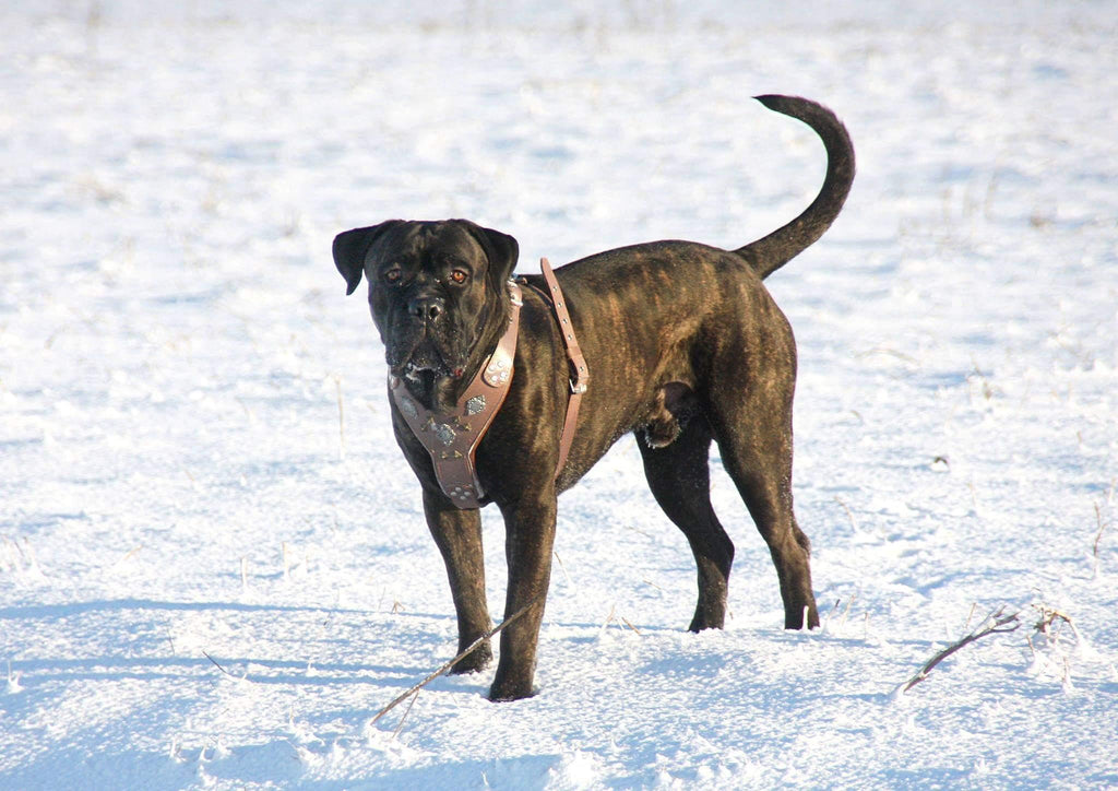 The "Aztec" Grey Harness - SJB-DIAMOND ELITES