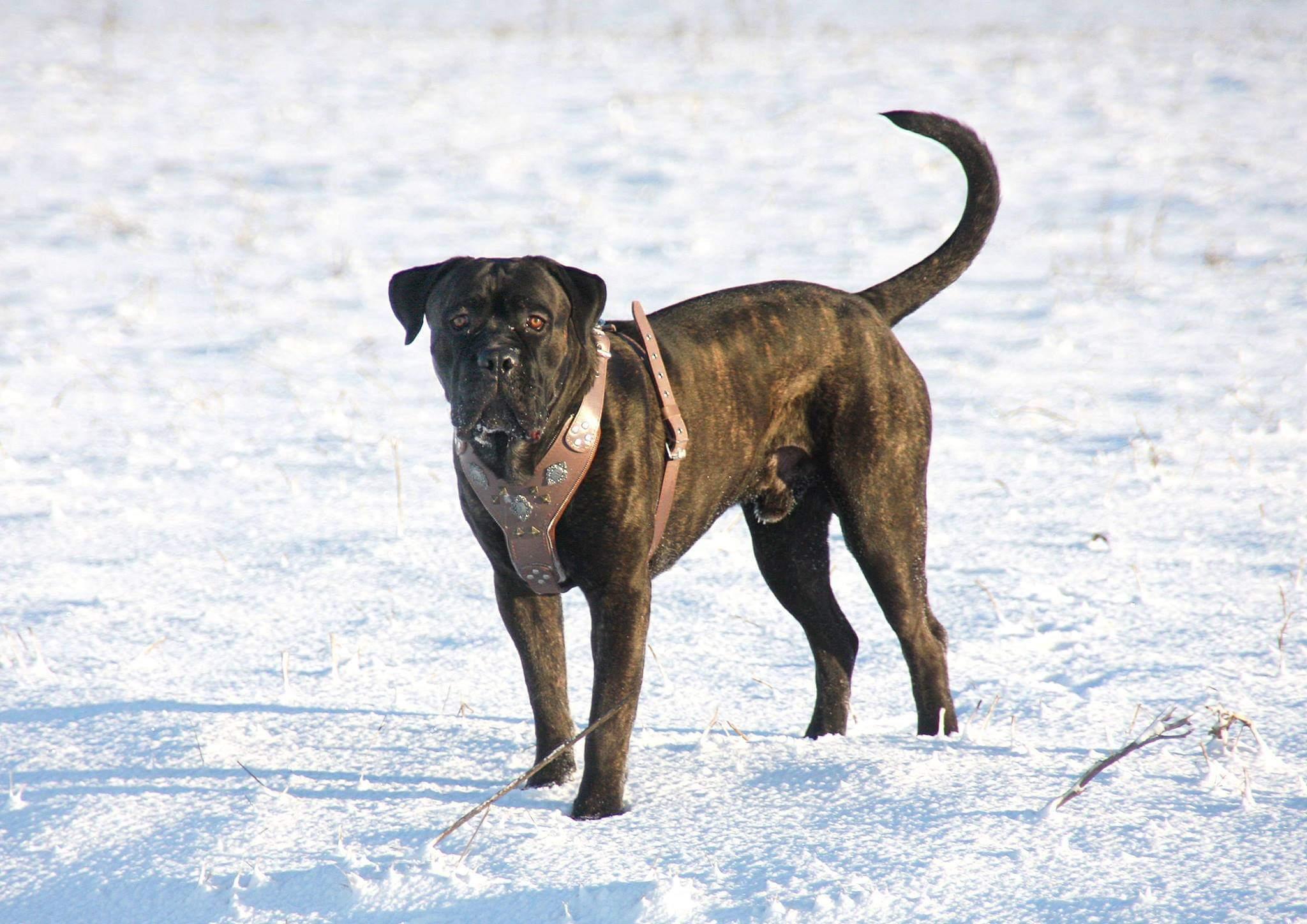 The "Aztec" Grey Harness - SJB-DIAMOND ELITES